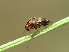 Cyphodema instabilis