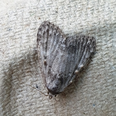 Meganola strigula