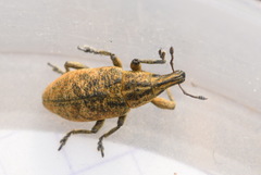 Cyphocleonus trisulcatus