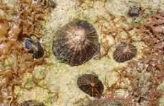 Image of Siphonaria alternata