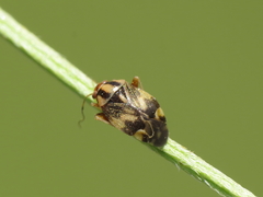 Cyphodema instabilis