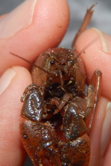 Procambarus talpoides image