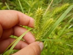 Carex comosa
