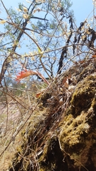 Pitcairnia robert-downsii