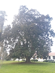 Magnolia grandiflora
