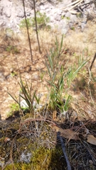 Isochilus bracteatus