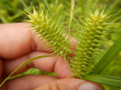 Carex comosa
