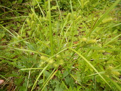 Carex comosa