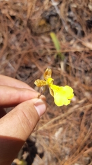Oncidium graminifolium
