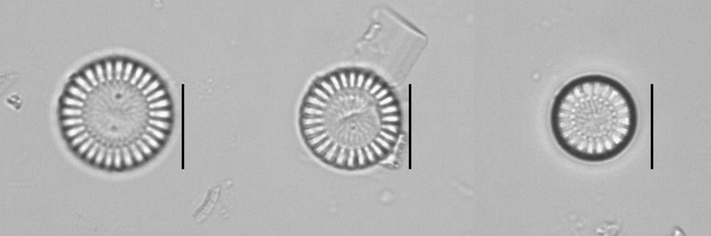 Stephanocyclus meneghinianus from Wahpeton, IA, USA on May 23, 2022 by ...