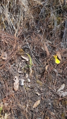 Oncidium graminifolium