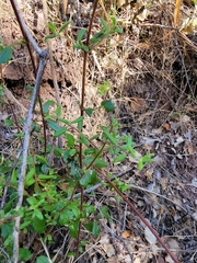 Lonicera subspicata subspicata