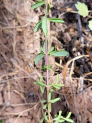 Lonicera subspicata subspicata