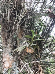 Campylocentrum micranthum