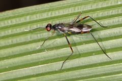 Hybobata fuelleborni