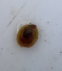 Ancylus fluviatilis