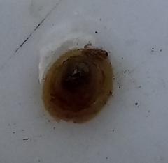 Ancylus fluviatilis