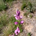 Polygala nicaeensis gerundensis - Photo (c) Josep Gesti, some rights reserved (CC BY-SA), uploaded by Josep Gesti
