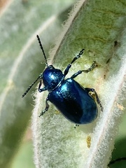 Chrysochus cobaltinus