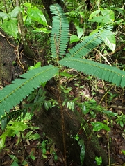 Phyllanthus emblica