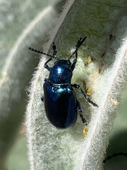 Chrysochus cobaltinus
