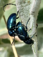 Chrysochus cobaltinus
