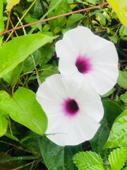 Ipomoea aquatica