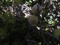 Andricus vacciniifoliae