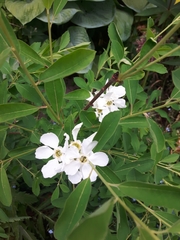 Exochorda