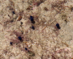 Eudistoma caeruleum