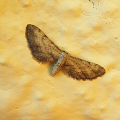 Idaea incalcarata
