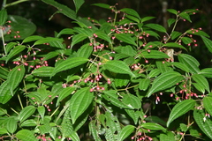 Miconia cornoides