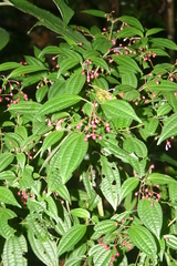 Miconia cornoides