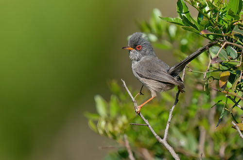 Balearic Warbler, Baleares, ES-PM, ES, photo 3 of 10