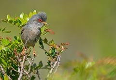 Curruca balearica