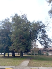Nothofagus dombeyi