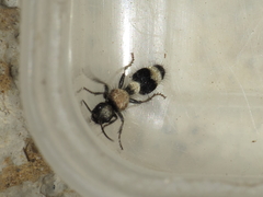 Stenomutilla argentata