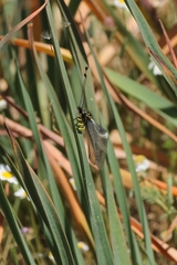 Libelloides hispanicus