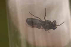 Hylaeus signatus