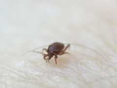 Acari