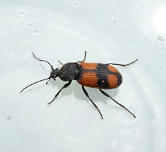 Panagaeus cruxmajor