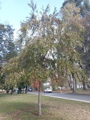 Nothofagus obliqua