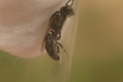 Hylaeus signatus