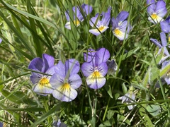 Viola lutea lutea