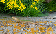 Podarcis pityusensis