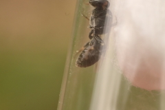 Hylaeus signatus