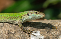 Podarcis pityusensis