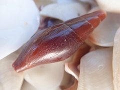 Isara carbonaria