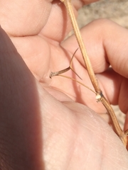 Dicranocarpus parviflorus