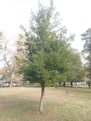 Quillaja saponaria
